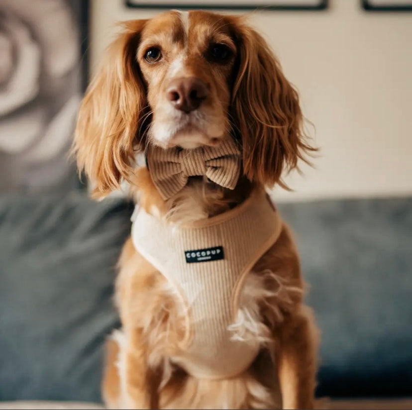 Fancy dog outlet bows