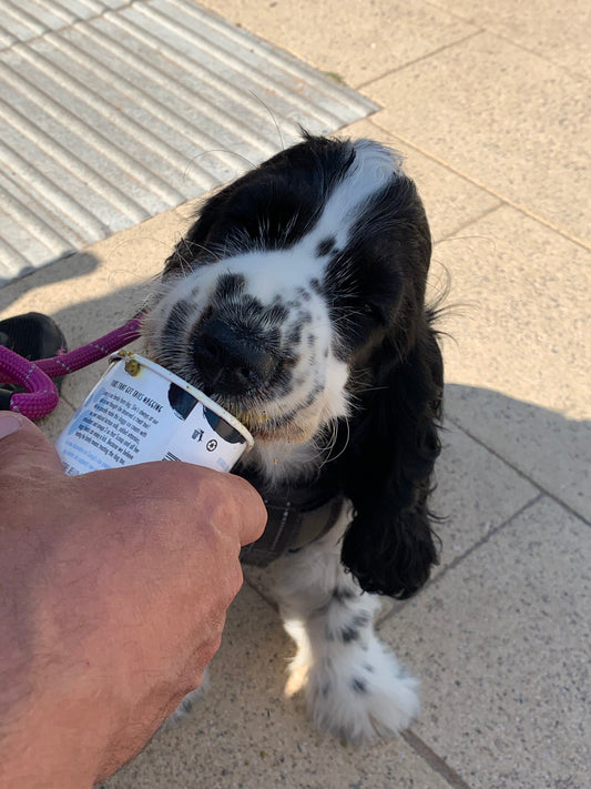 Treat your dog this Summer with Homemade Ice -Cream