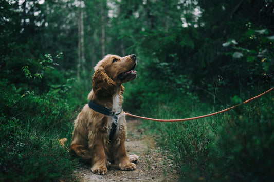 The Rise of Eco-Friendly Dog Products: A Win for Pets and the Planet