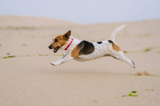 Is my dog allowed on the beach?