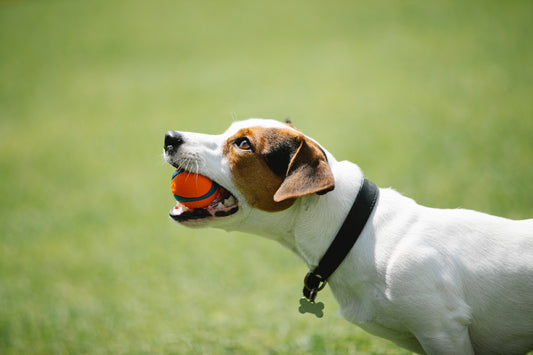 The Benefits of Dogs Toys for Mental Health and Stimulation