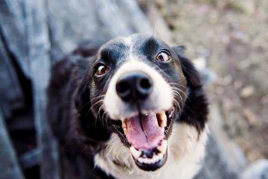 How Our Furry Friends Boost Mental Health and Well-Being