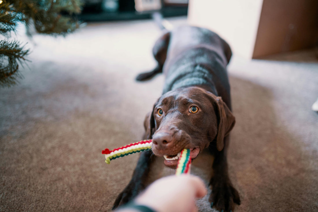 Why Mental Stimulation Matters for Your Dog's Well-being