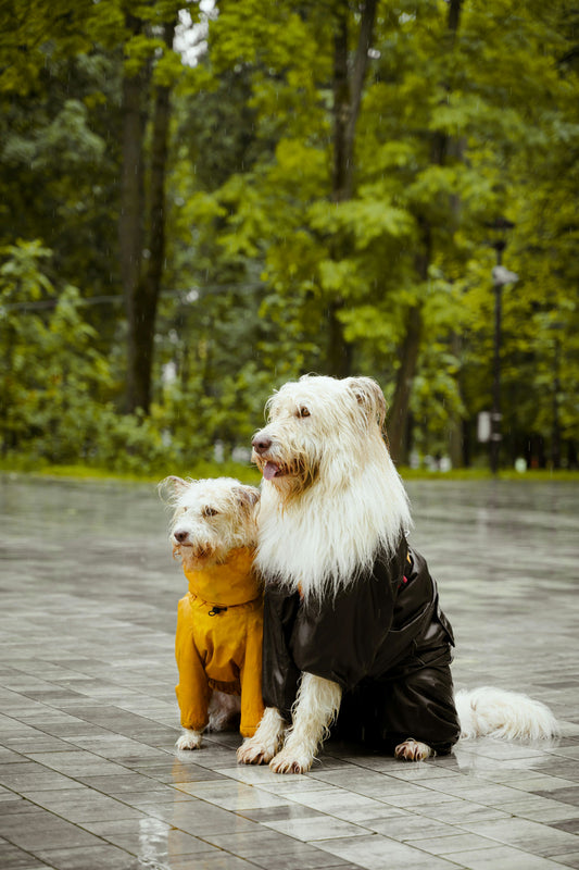 Winter Fashion for Your Dog: Keeping Your Canine Cozy and Stylish