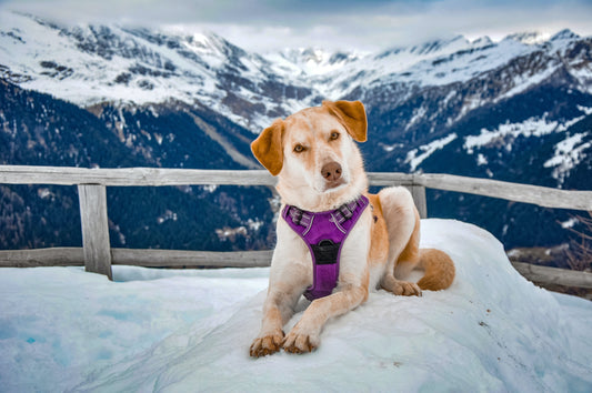 Unleashing the World of Dog Influencers: The Paws-ibilities are Endless!