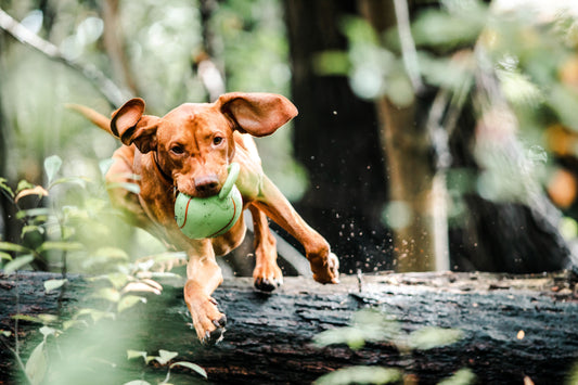 Unleashing Happiness: The Power of Canine Enrichment