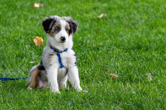 Top 10 Dog Breeds for Families to Adopt: Choosing the Perfect Family Companion