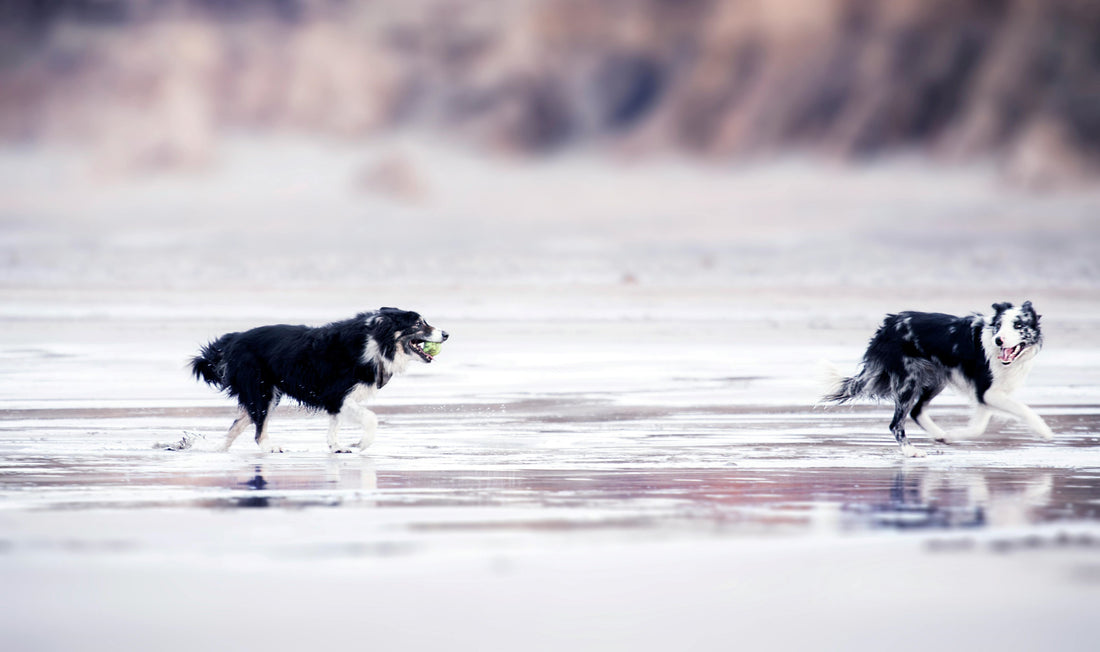 Keeping your pet cool this Spring