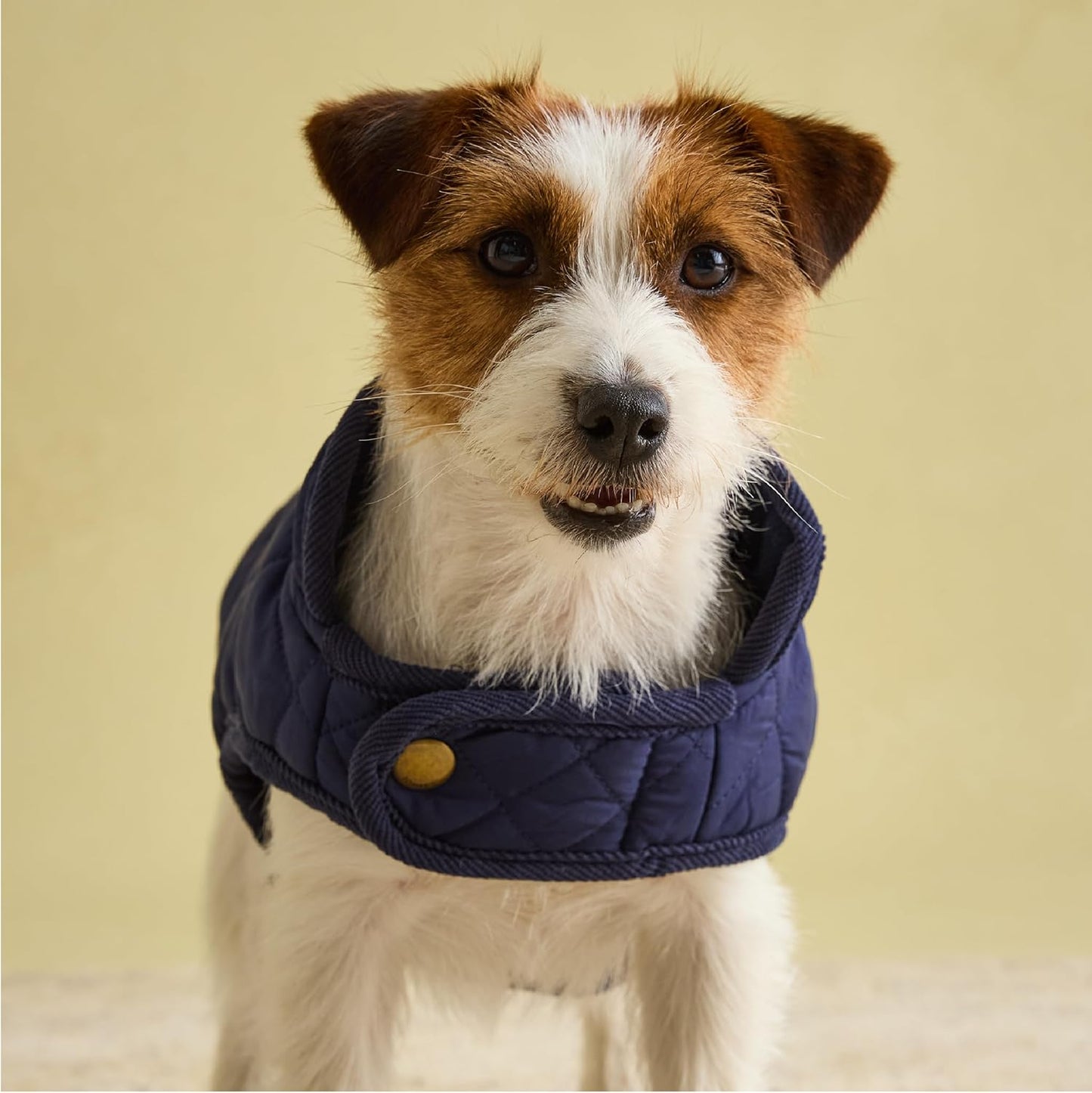 Quilted Dog Coat