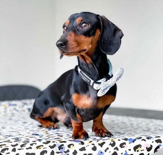 Designer Dalmatian dog bow tie