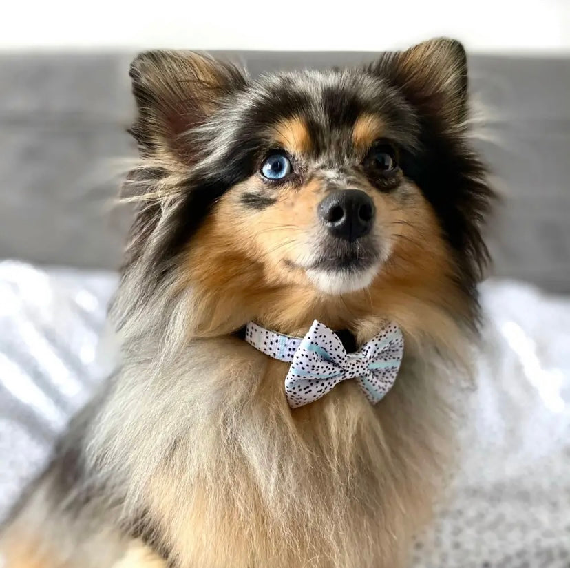 Designer Dalmatian dog bow tie