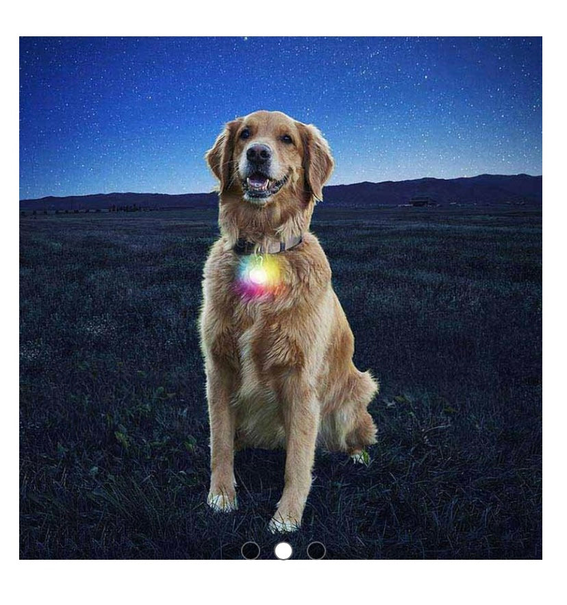 Dog collar Spot light