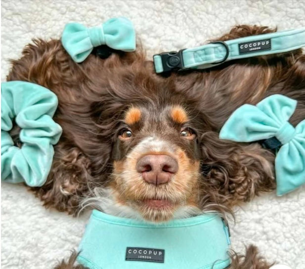 Velvet dog bow tie