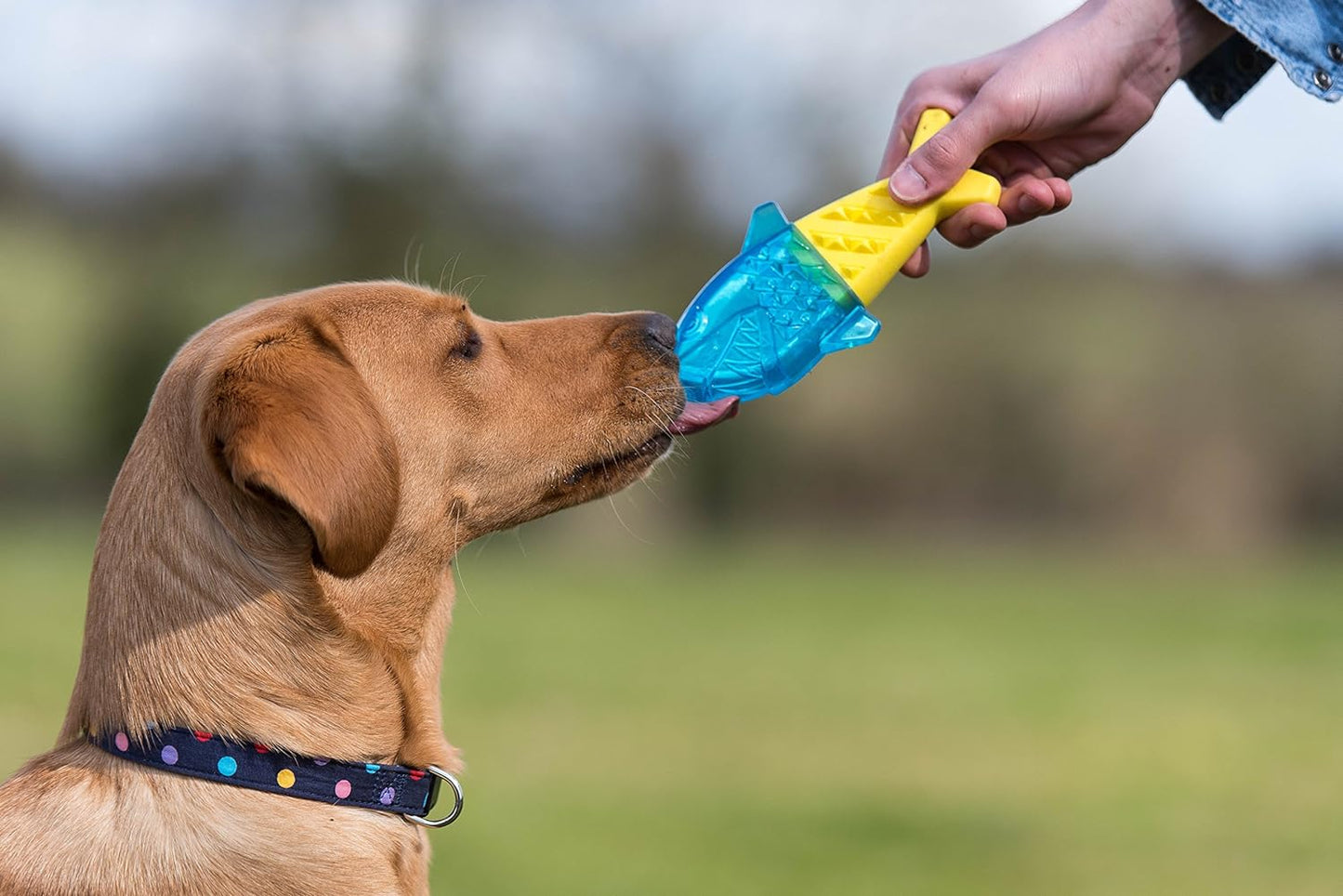 Cooling dog toy, teething